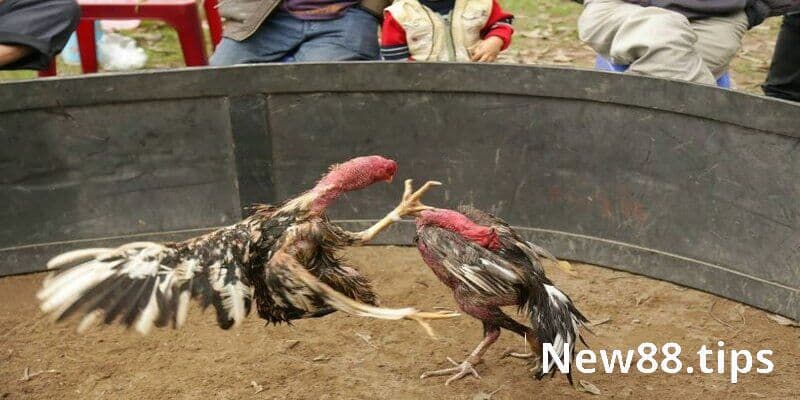 Đá Gà Thomo - Tổng Hợp Các Thông Tin Cần Biết Cho Tân Thủ 6 Cơ hội kiếm nhiều tiền