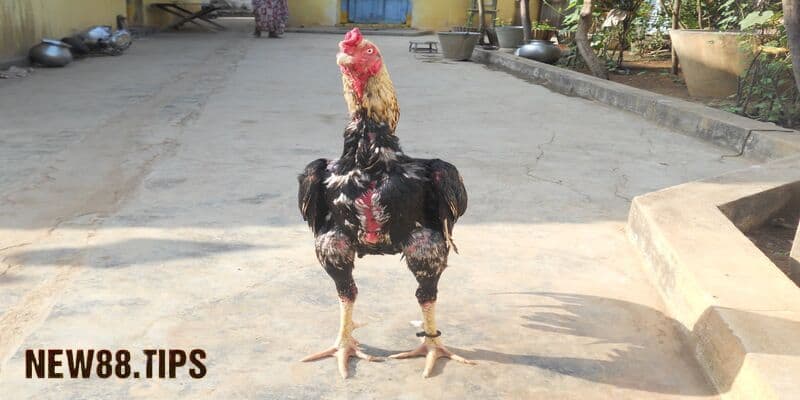 Bí Quyết Chọn Gà Chọi Đẹp Từ Những Người Chơi Lâu Năm 6 Bật mí những sự thật về gà chọi đẹp