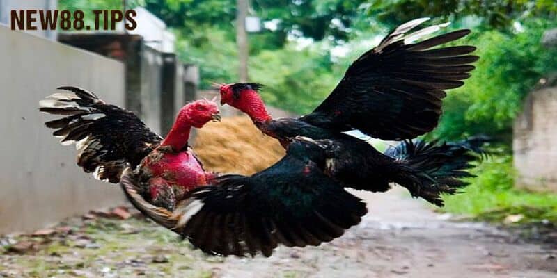 Cách Chọn Gà Chọi Mái Gây Giống Tốt Cho Các Kê Sư 7 Lưu ý quan trọng khi chọn gà chọi mái làm giống