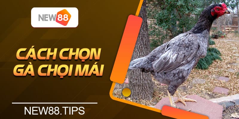 Cách Chọn Gà Chọi Mái Gây Giống Tốt Cho Các Kê Sư 4 Cách Chọn Gà Chọi Mái Gây Giống Tốt Cho Các Kê Sư