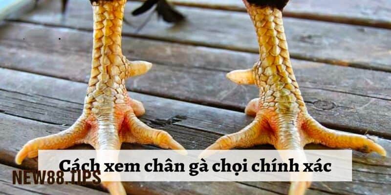 Xem chân gà chọi qua tổng thể chân