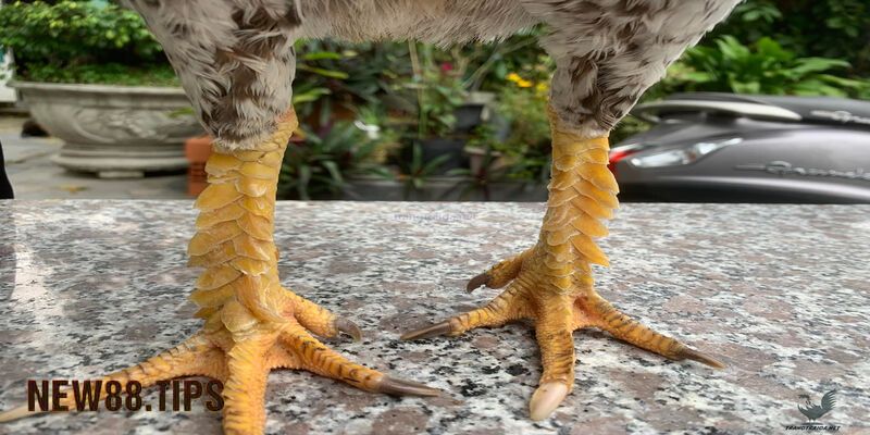 Xem hình dáng chân gà chọi