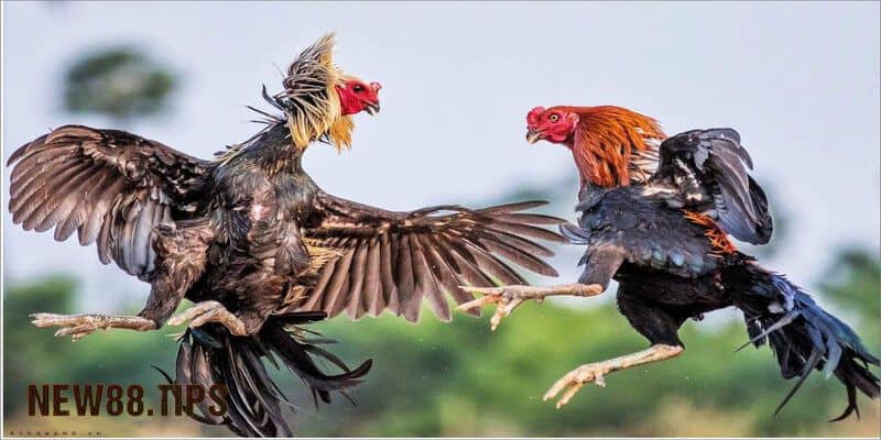 Xem màu chân gà chọi